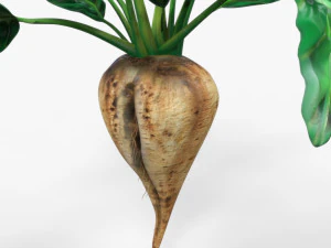 Sugar Beet 3D Model