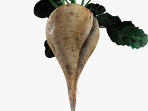 Sugar Beet 3D Model