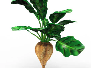 Sugar Beet 3D Model