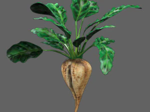 Sugar Beet 3D Model