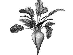 Sugar Beet 3D Model