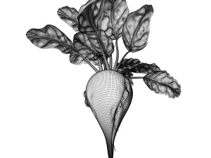 Sugar Beet 3D Model