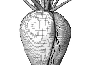 Sugar Beet 3D Model