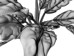 Sugar Beet 3D Model