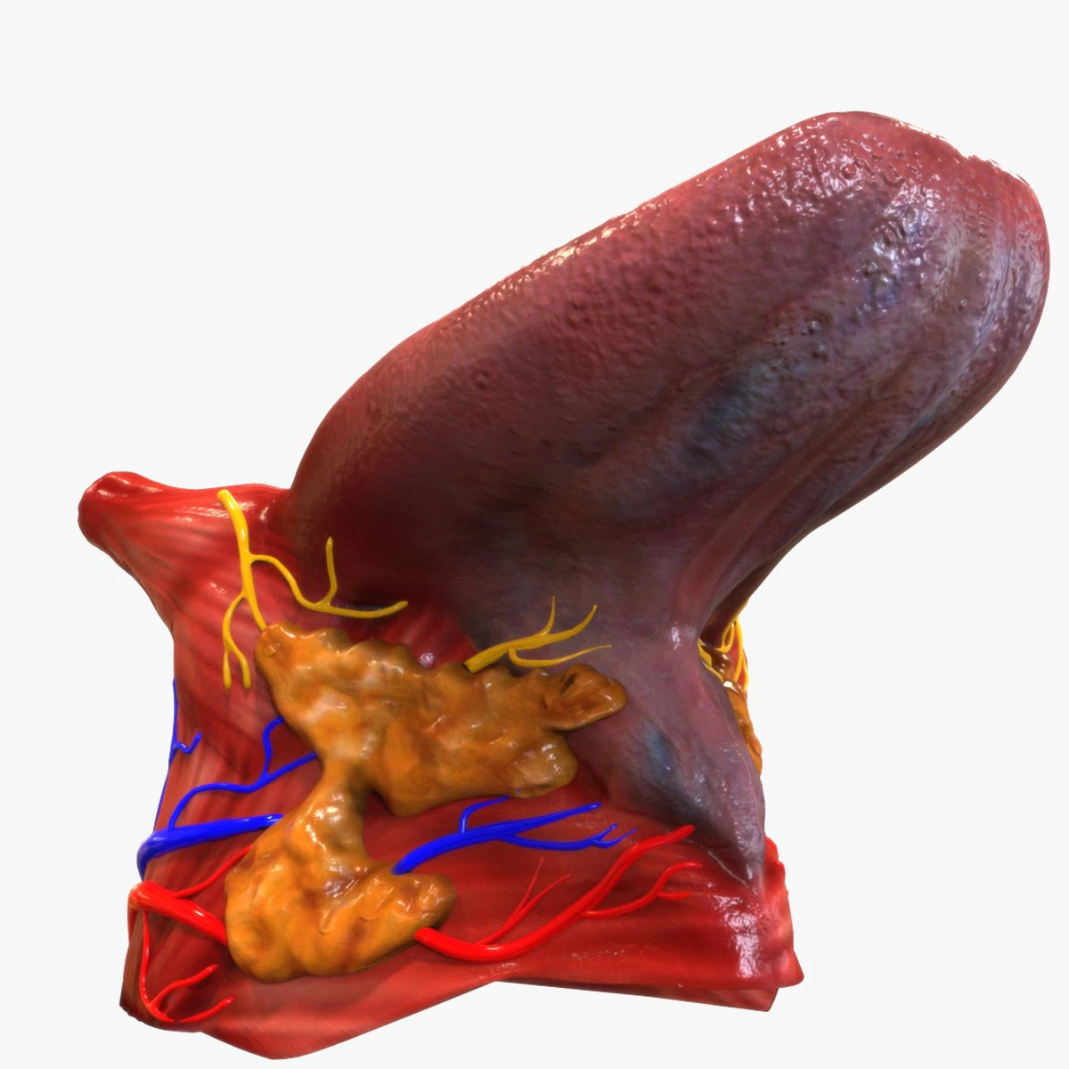 Human Tongue 3D Model .c4d .max .obj .3ds .fbx .stl .blend
