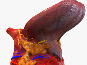 Lingua umana Modello 3D
