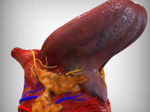 Human Tongue 3Dモデル