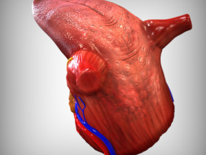 Human Tongue 3Dモデル