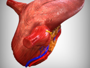 Human Tongue 3Dモデル