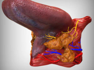 Human Tongue 3D Model