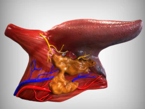 Human Tongue 3D Model