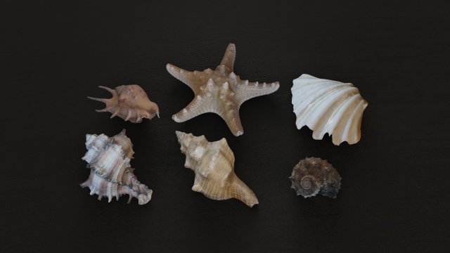 Seashell Collection Vol 1 3D Модель .c4d .max .obj .3ds .fbx .stl .blend 