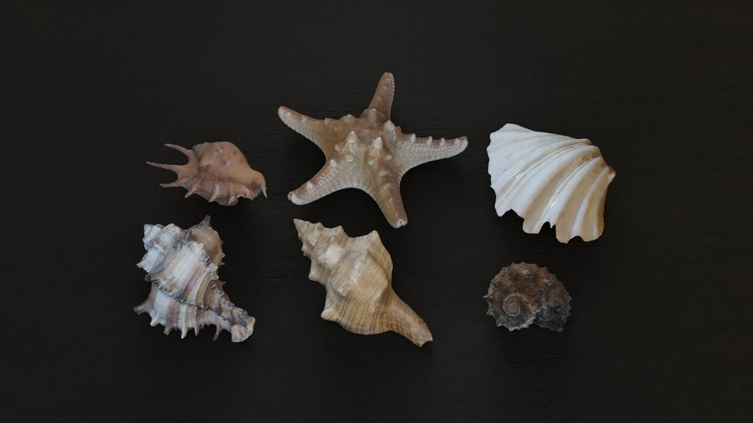 Seashell Collection Vol 1 3D Model .c4d .max .obj .3ds .fbx .stl .blend