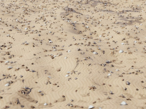 Seashell Collection Vol 1 3D Модель