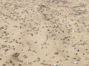 Seashell Collection Vol 1 3D Model