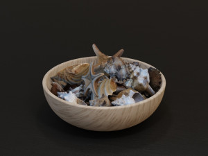 Seashell Collection Vol 1 3D Модель
