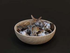 Seashell Collection Vol 1 3D Model