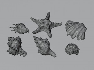 Seashell Collection Vol 1 3D Модель