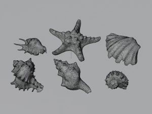 Seashell Collection Vol 1 3D Model