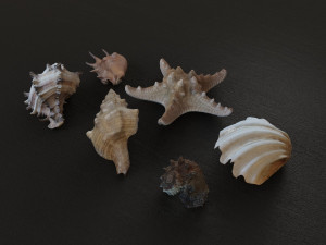 Seashell Collection Vol 1 3D Модель
