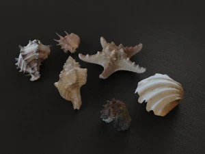 Seashell Collection Vol 1 3D Model