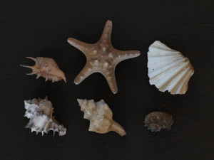 Seashell Collection Vol 1 3D Модель