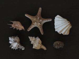 Seashell Collection Vol 1 3D Model