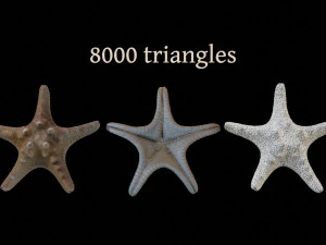 Seashell Collection Vol 1 3D Model
