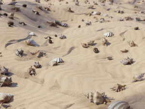 Seashell Collection Vol 1 3D Model