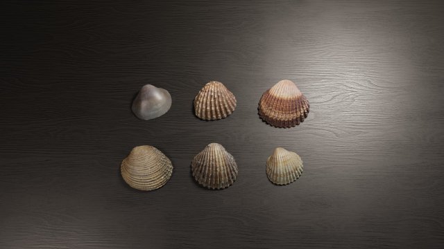 Seashell Collection Vol 2 Modelo 3D .c4d .max .obj .3ds .fbx .stl .blend 