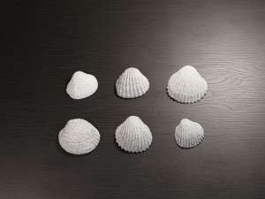 Seashell Collection Vol 2 Modelo 3D