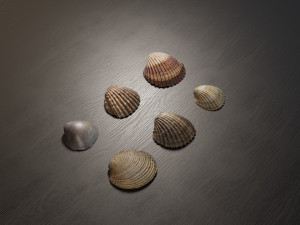 Seashell Collection Vol 2 Modelo 3D