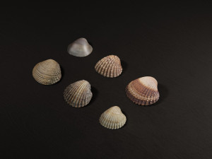 Seashell Collection Vol 2 Modelo 3D