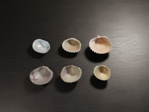 Seashell Collection Vol 2 Modelo 3D