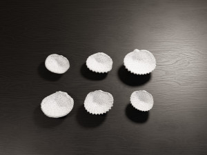 Seashell Collection Vol 2 Modelo 3D