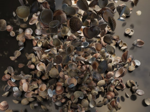 Seashell Collection Vol 2 Modelo 3D