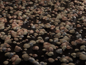 Seashell Collection Vol 2 Modelo 3D