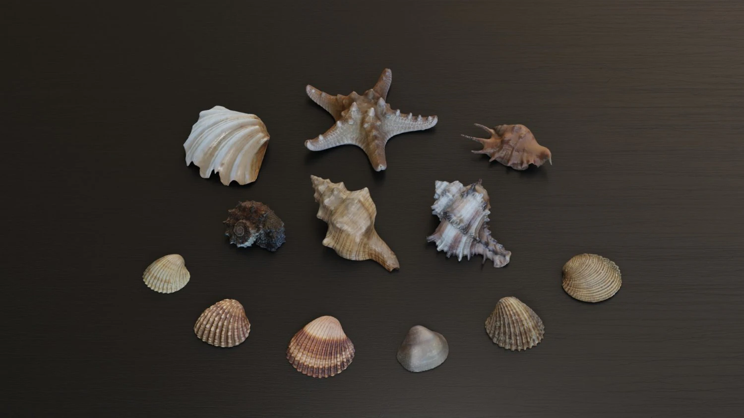 Seashell Collection Bundle 3D Model .c4d .max .obj .3ds .fbx .stl .blend 