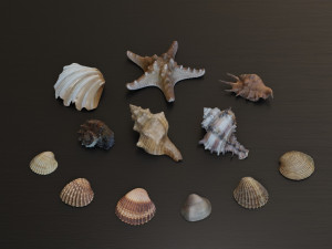 Seashell Collection Bundle Modello 3D