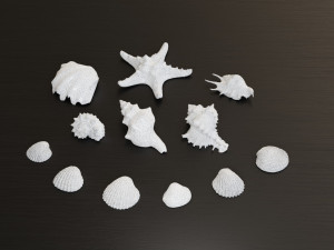 Seashell Collection Bundle 3D Model