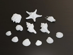 Seashell Collection Bundle 3D Model