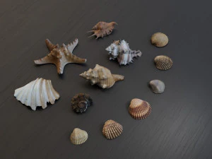Seashell Collection Bundle 3D Model