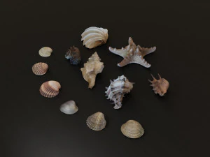 Seashell Collection Bundle 3D Model