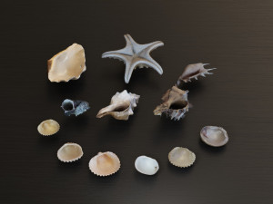 Seashell Collection Bundle 3D Model