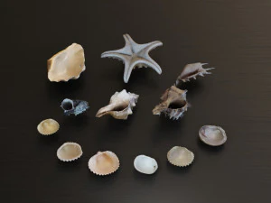Seashell Collection Bundle 3D Model