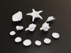 Seashell Collection Bundle 3D Model