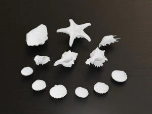 Seashell Collection Bundle 3D Model