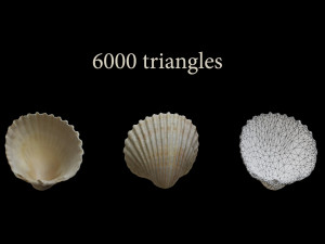 Seashell Collection Bundle 3D Model