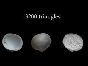 Seashell Collection Bundle 3D Model
