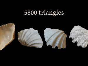 Seashell Collection Bundle 3D Model